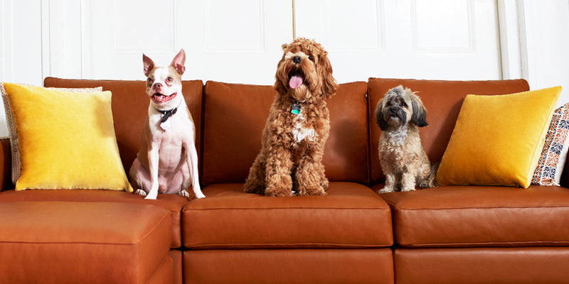 LEATHER COUCHES WITH DOGS OR OTHER PETS